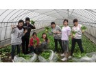 日本大棚蔬菜基地